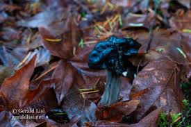 Attēlu rezultāti vaicājumam “Helvella lacunosa”