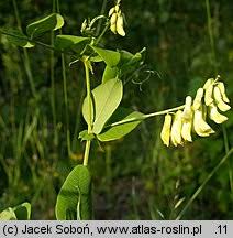 Attēlu rezultāti vaicājumam “Vicia pisiformis”