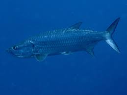 Image result for Megalops atlanticus