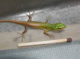 Risultati immagini per dasia smaragdina