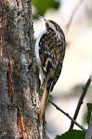 Attēlu rezultāti vaicājumam “Certhia familiaris adult”