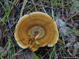 Attēlu rezultāti vaicājumam “Coltricia perennis”