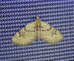 Attēlu rezultāti vaicājumam “Chloroclystis v-ata”