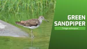 Attēlu rezultāti vaicājumam “Tringa ochropus”