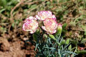 Attēlu rezultāti vaicājumam “Dianthus deltoides bud”