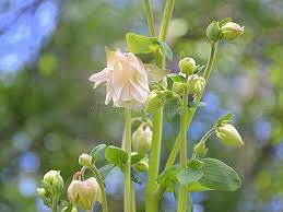 Attēlu rezultāti vaicājumam “Aquilegia vulgaris bud”