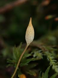 Attēlu rezultāti vaicājumam “Pogonatum urnigerum macro”