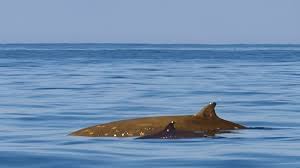 Image result for Ziphius cavirostris