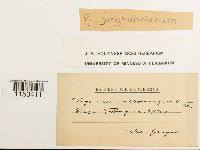 Attēlu rezultāti vaicājumam “Pogonatum dentatum macro”