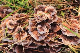 Attēlu rezultāti vaicājumam “Thelephora terrestris”