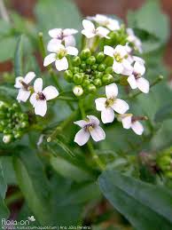 Image result for Rorippa nasturtium-aquaticum