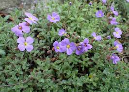 Attēlu rezultāti vaicājumam “Aubrieta deltoidea”