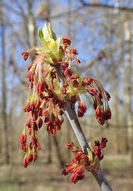 Attēlu rezultāti vaicājumam “Acer negundo bud”