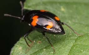 Attēlu rezultāti vaicājumam “Scaphidium quadrimaculatum”