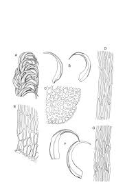 Attēlu rezultāti vaicājumam “Scorpidium cossonii”