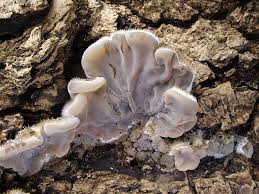 Attēlu rezultāti vaicājumam “Auricularia mesenterica”