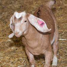 Attēlu rezultāti vaicājumam “Capra juvenile”