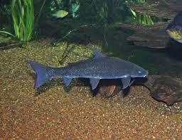 Image result for Cycleptus elongatus