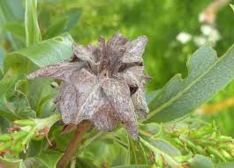 Attēlu rezultāti vaicājumam “Rabdophaga salicis”