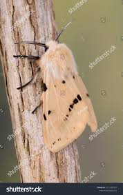 Attēlu rezultāti vaicājumam “Spilosoma lutea”