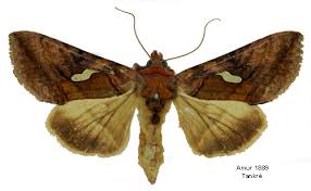 Attēlu rezultāti vaicājumam “Autographa excelsa”