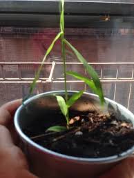 Attēlu rezultāti vaicājumam “Hordelymus europaeus fruit”