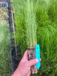 Attēlu rezultāti vaicājumam “Juncus effusus”