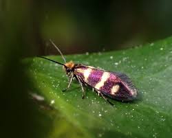 Attēlu rezultāti vaicājumam “Micropterigidae”