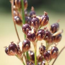 Attēlu rezultāti vaicājumam “Juncus compressus fruit”