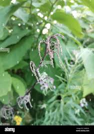 Attēlu rezultāti vaicājumam “Reynoutria sachalinensis”