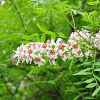 Image result for Echinacea Lustre hybrids