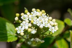 Attēlu rezultāti vaicājumam “Viburnum lantana  flower”