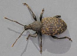 Attēlu rezultāti vaicājumam “Hylobius abietis”