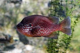 Image result for Lepomis gibbosus
