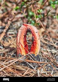 Attēlu rezultāti vaicājumam “Clathrus ruber”