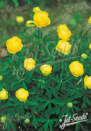 Attēlu rezultāti vaicājumam “Trollius europaeus bud”