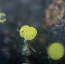 Attēlu rezultāti vaicājumam “Physarum viride var. aurantium macro”