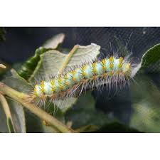 Attēlu rezultāti vaicājumam “Saturnia pavonia eggs”