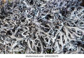 Attēlu rezultāti vaicājumam “Pseudevernia furfuracea”