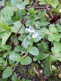 Attēlu rezultāti vaicājumam “Veronica serpyllifolia bud”