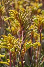 Attēlu rezultāti vaicājumam “Hygroamblystegium tenax”