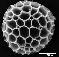 Attēlu rezultāti vaicājumam “Diphasium complanatum”