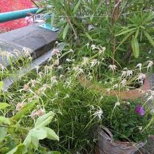 Attēlu rezultāti vaicājumam “Rhynchospora alba fruit”