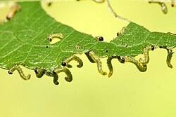 Attēlu rezultāti vaicājumam “Pristiphora maesta”