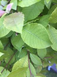 Attēlu rezultāti vaicājumam “Salix caprea leaf”