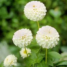 Image result for Dahlia `Snowflake`