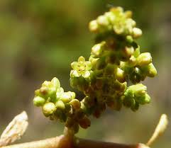 Attēlu rezultāti vaicājumam “Herniaria glabra”