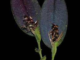 Attēlu rezultāti vaicājumam “Trichia longipalpis sessile”