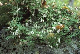 Image result for Adlumia cirrhosa