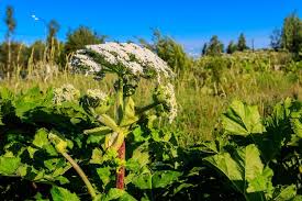 Attēlu rezultāti vaicājumam “Heracleum sosnowskyi flower”
